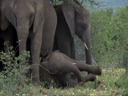 African Elephant calf, Loxodonta africana, lying down covered in soil trying to stand up, Botswana, Africa Stock Footage