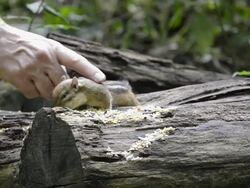 MS Shot of wild chipmunk (Tamias striatus) being petted while gathering seeds and nuts on fallen log / Valparaiso, Indiana, United States Stock Footage