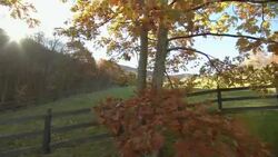 Fall leaves flutter on an oak tree in a rural landscape. Stock Footage