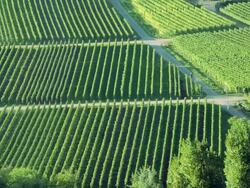 HA Farmer walking between rows of grape vines in a vineyard  /  Beilstein, Baden-Wrttemberg, Germany Stock Footage