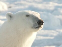  CU Polar bear looking and sniffing / Churchill, Manitoba, Canada Stock Footage