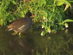 Coot Stock Footage