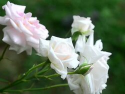 White Rose Stock Footage