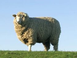 sheep grazing and looking + close up from the head Stock Footage