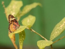 Butterfly Stock Footage
