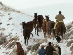 LA Horses trotting in snow and being herded by cowboys and cowgirl as they go over a hill / Shell, Wyoming, United States Stock Footage