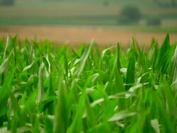 FO PAN Crops in World War One fields / Bayernwald, Belgium Stock Footage