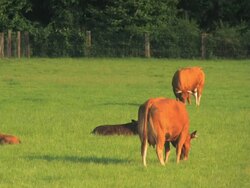 NTSC:Cattle Stock Footage