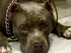 Pit Bull Terrier Dog Stock Footage