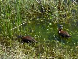 Two Whistling Ducks With Orange Beaks Wading in Clear Green Water in a Wetland With Nature Sounds Stock Footage