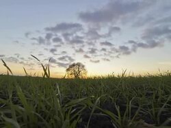 HD TIME-LAPSE: Tree In The Meadow Stock Footage