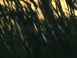 grassy Stock Footage