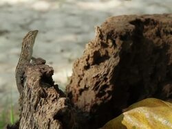 Lizzard Stock Footage