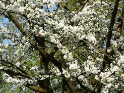 Cherry Tree Stock Footage