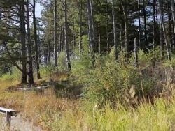 WS TD Mature man jogging on nature trail / Clinton, New Jersey, USA Stock Footage