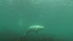 A seal swims around swaying kelp. Stock Footage