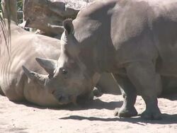 White Rhino Stock Footage