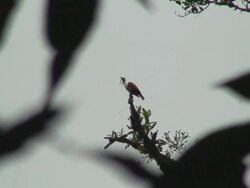 Bell Bird Singing Stock Footage