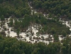 WS AERIAL View of forest area / South Carolina, United States Stock Footage