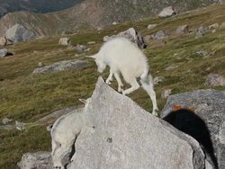 MS Mountain goat kids playing on rocks / Idaho Springs, Colorado, United States Stock Footage