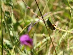 Grasshopper walking moonwalker HD Stock Footage