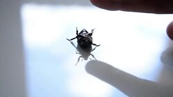 Beetle bug Stock Footage