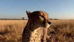 A cheetah curiously sniffs, then moves away. Stock Footage