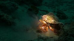 Hermit crab undersea Stock Footage