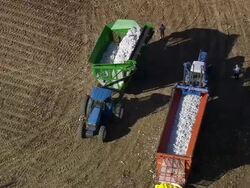 MS AERIAL Shot of Cotton in rolly container at field / North Carolina, United States Stock Footage