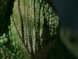 CU Flapnecked Chameleon, Chamaeleo dilepis, eye looking, Botswana, Africa Stock Footage