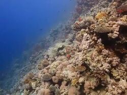 Coral And Fish Stock Footage