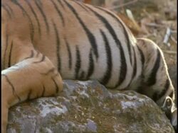 Royal Bengal tiger (Panthera tigris tigris) lying on rock, sleepy, Bandhavgarh National Park, Madhya Pradesh, India Stock Footage