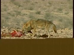 Grey Wolf, Canis lupus,  feeding, eating a lamb carcass, Raven watches, Wolf walks off, MS, Negev Desert, Israel Stock Footage