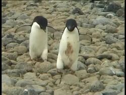 Two Adelie penguins (Pygoscelis adeliae) walking over stones, Paulet Island, Antarctic Peninsula, Antarctica Stock Footage
