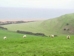 WS Sheep feeding in grassy field at hill side and water / Dartmoor, England, United Kingdom Stock Footage