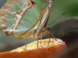 Butterfly feeding Stock Footage