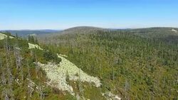 Natural Regenerating Coniferous Forest Stock Footage