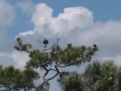 Crested Caracara and Blackbird Stock Footage