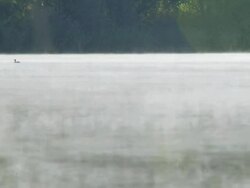 HD: Duck On A Lake Stock Footage