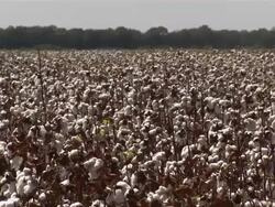 WS and slow pan across the cotton field. Stock Footage