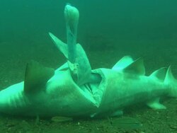 Sandtiger Ragtooth shark, shots of cut open shark insides floating upwards. North Carolina, Atlantic Ocean  Stock Footage