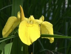 HD: Yellow spring flower Stock Footage