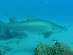 MS Shot of Single spotted ragged tooth shark swimming above rippled sea floor / Sodwana Bay, KwaZulu Natal, South Africa Stock Footage