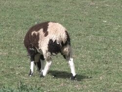 Sheep 2 - HD 1080/30f Stock Footage