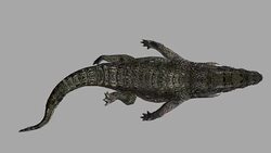 Floating Crocodile with Alpha Channel (Loopable) Stock Footage