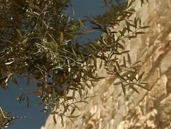 Olive Branches and the Wall of Jerusalem Stock Footage