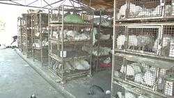 CLEAN : Zimbabwe hit by outbreak of bird flu News Clip