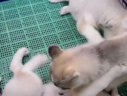 Puppy dog playing together Stock Footage