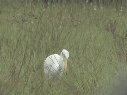 white egret 107 Stock Footage