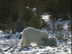 Polar bears (Ursus maritimus) play fighting, near Churchill, Manitoba, Canada Stock Footage
